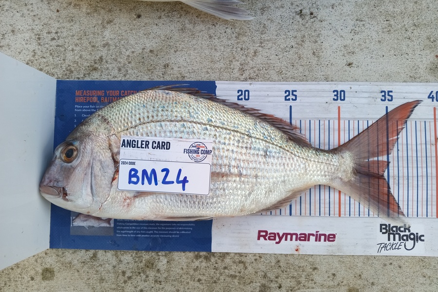 Cooper Rosson caught this 34.5cm Snapper at Wellington during The Export NZ Fishing Competition