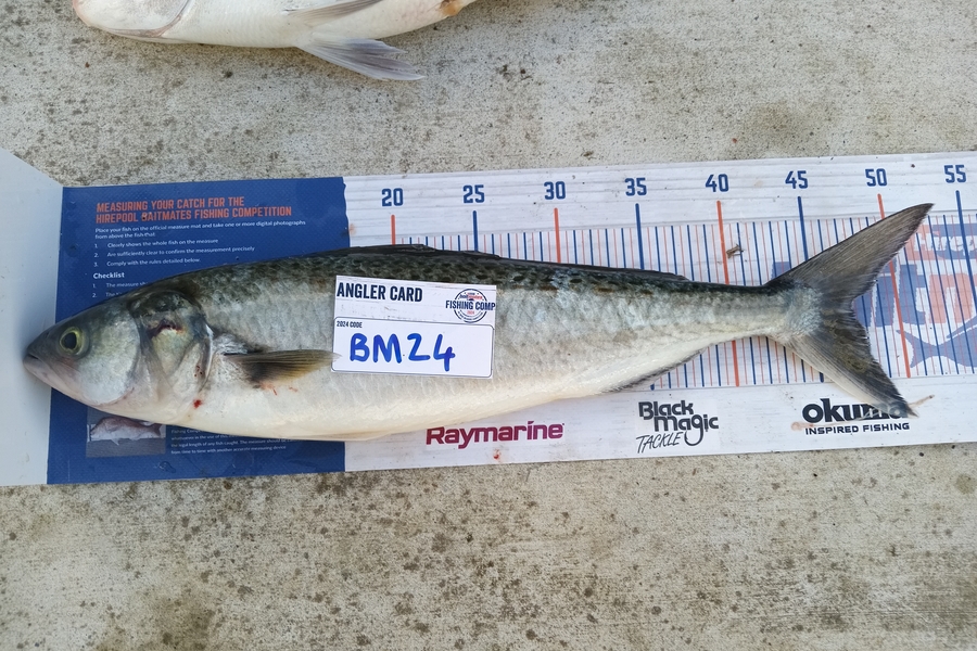 Cooper Rosson caught this 47.0cm Kahawai at Wellington during The Export NZ Fishing Competition