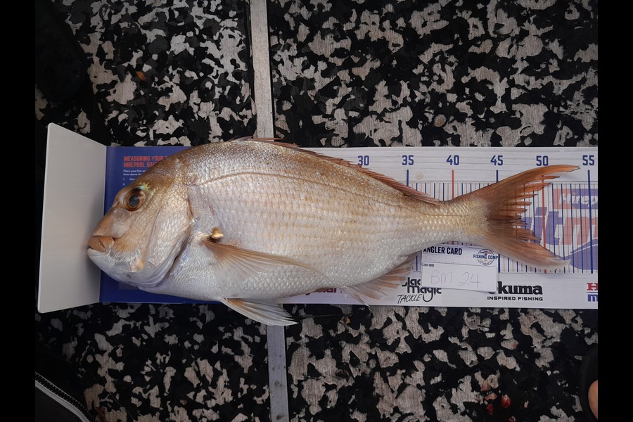 Peter Reynolds caught this 47.5cm Snapper at Northland during The Export NZ Fishing Competition