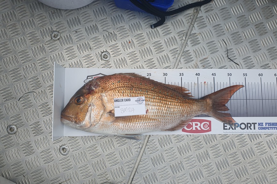 James Bailey caught this 48.0cm Snapper at Bay of Plenty during The Export NZ Fishing Competition