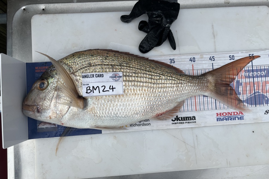 Twain Brunsden caught this 48.5cm Snapper at Bay of Plenty during The Export NZ Fishing Competition