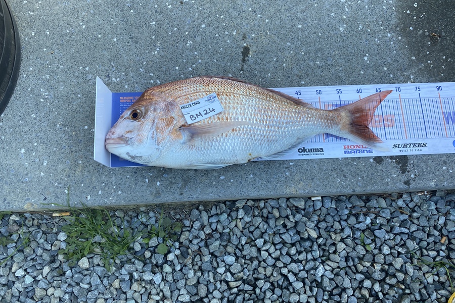 Tony Gibson caught this 60.5cm Snapper at Nelson/Marlborough during The Export NZ Fishing Competition