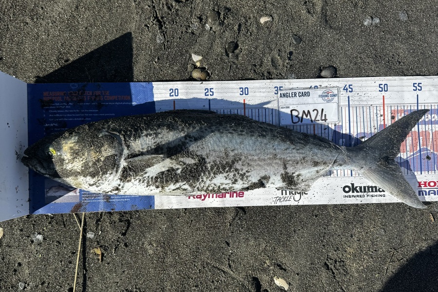 Brodie Sullivan-Richards caught this 51.0cm Kahawai at Manawatu during The Export NZ Fishing Competition