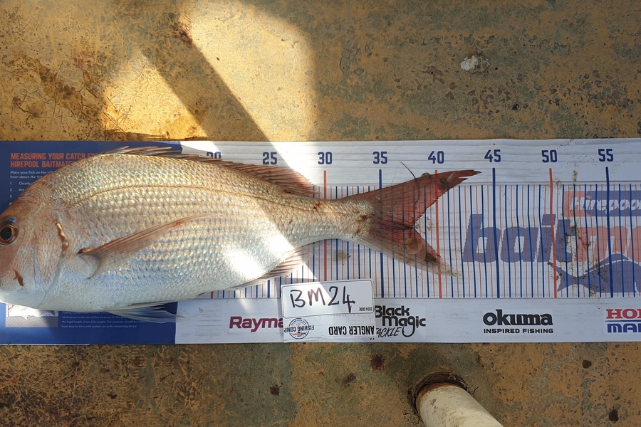 Ben Tippins caught this 38.0cm Snapper at Manawatu during The Export NZ Fishing Competition