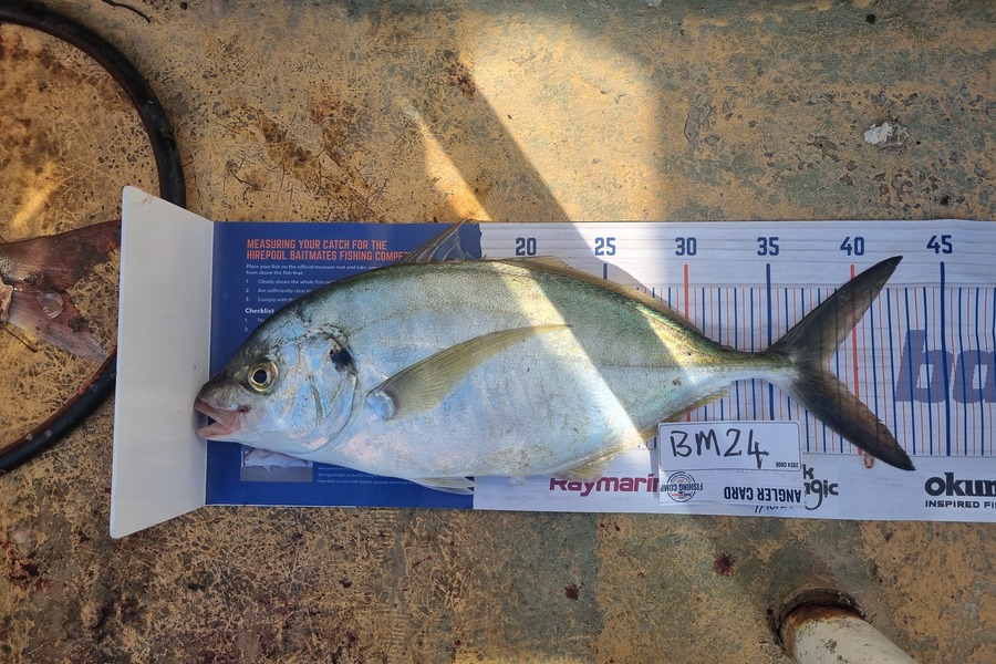 David Mills caught this 38.0cm Trevally at Taranaki during The Export NZ Fishing Competition