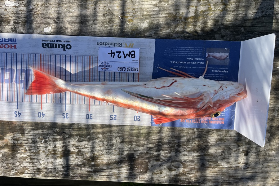 Tony Martin caught this 41.0cm Gurnard at Wellington during The Export NZ Fishing Competition