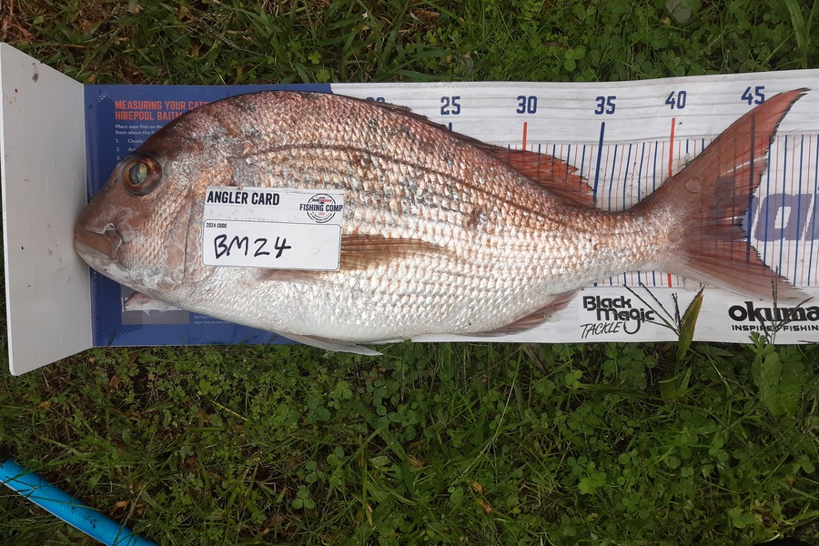 Michael Drummond caught this 44.5cm Snapper at Hawkes Bay during The Export NZ Fishing Competition