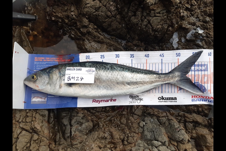 Michael Drummond caught this 52.0cm Kahawai at Bay of Plenty during The Export NZ Fishing Competition