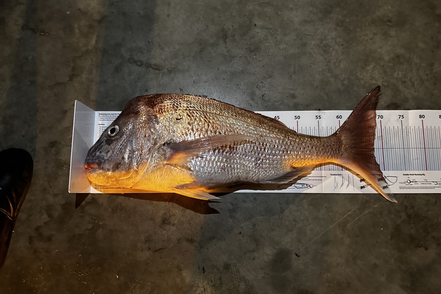 luke honeybun caught this 67.5cm Snapper at Northland during The Export NZ Fishing Competition