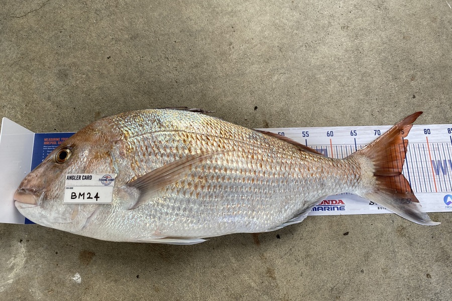 Hayden Tinsley caught this 73.5cm Snapper at Manawatu during The Export NZ Fishing Competition