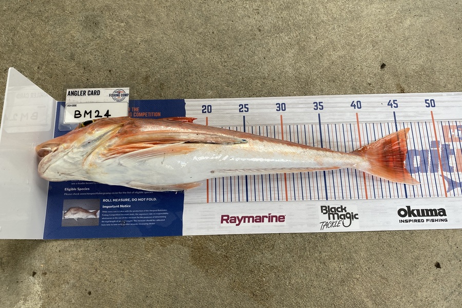 Hayden Tinsley caught this 45.0cm Gurnard at Manawatu during The Export NZ Fishing Competition