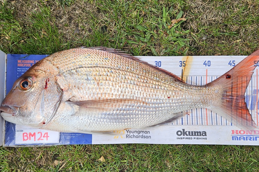 Dylan Harding caught this 47.5cm Snapper at Wellington during The Export NZ Fishing Competition