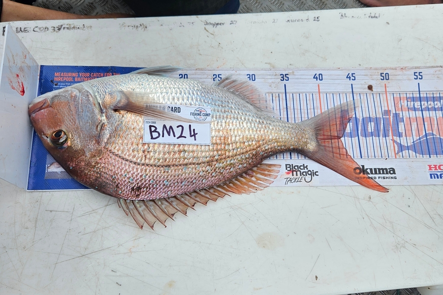 Constantin Ptilidi caught this 42.0cm Snapper at Wairarapa
 during The Export NZ Fishing Competition