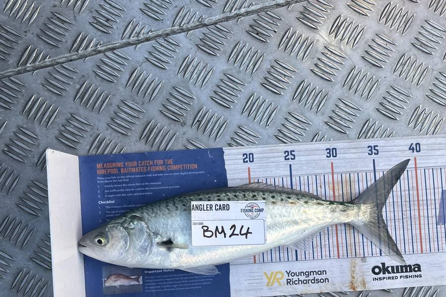 Jason Iorns caught this 35.5cm Kahawai at Nelson/Marlborough during The Export NZ Fishing Competition