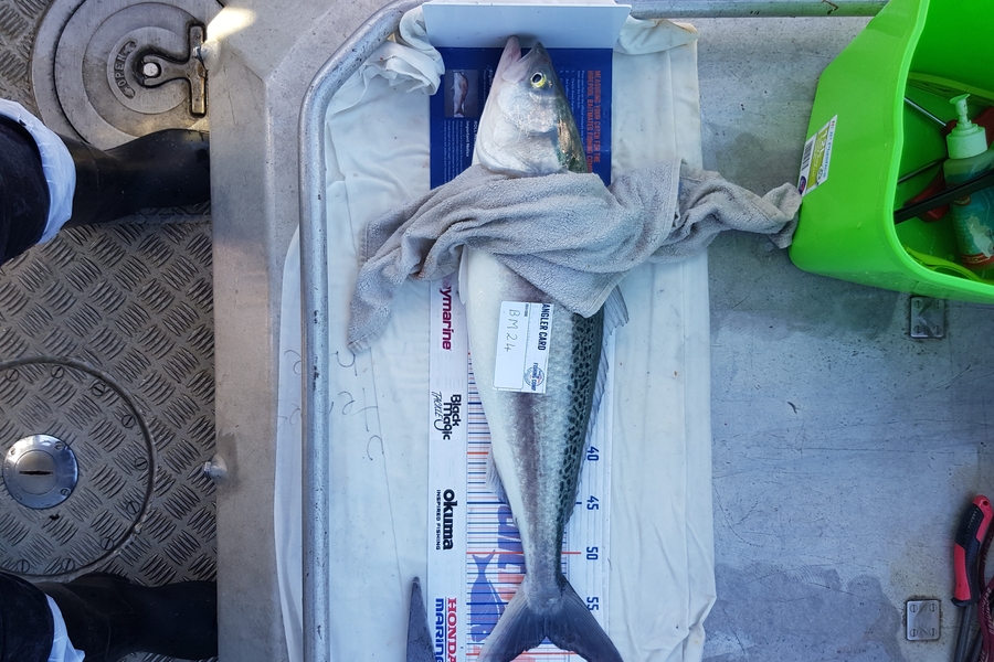 Carolyn Rose caught this 58.0cm Kahawai at Nelson/Marlborough during The Export NZ Fishing Competition