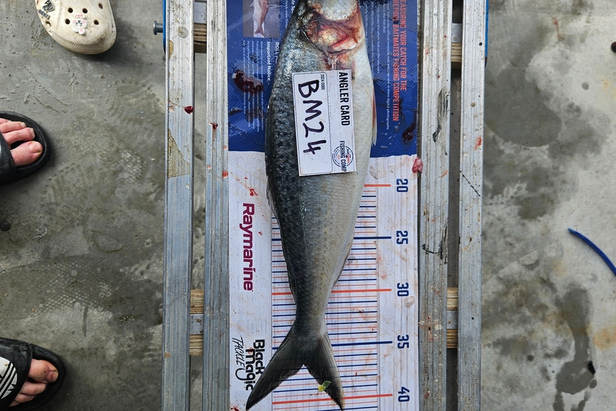 Billy Robinson caught this 36.5cm Kahawai at Wairarapa
 during The Export NZ Fishing Competition
