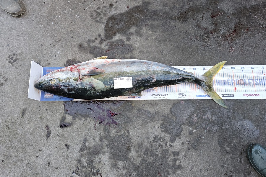 James Hutchen caught this 89.0cm Kingfish at Wairarapa
 during The Export NZ Fishing Competition