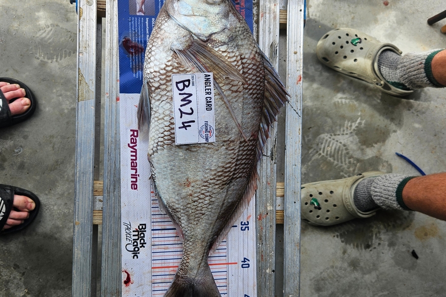 Billy Robinson caught this 45.0cm Tarakihi at Wairarapa
 during The Export NZ Fishing Competition