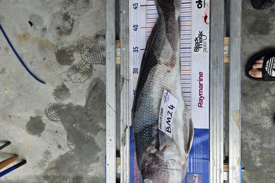 Billy Robinson caught this 51.5cm Blue Cod at Wairarapa
 during The Export NZ Fishing Competition