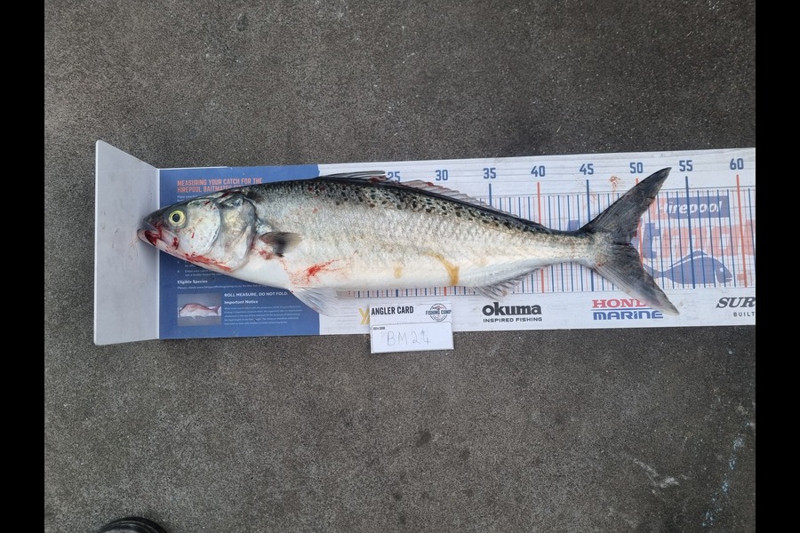 Karl Ewing caught this 49.0cm Kahawai at Wairarapa
 during The Export NZ Fishing Competition