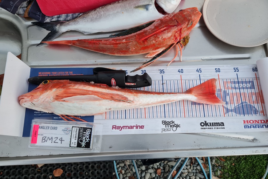 Justin Spain caught this 48.5cm Gurnard at Nelson/Marlborough during The Export NZ Fishing Competition