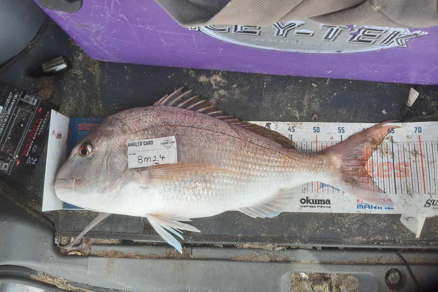 Clinton Emtage caught this 59.5cm Snapper at Northland during The Export NZ Fishing Competition