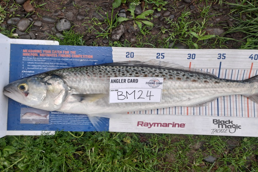Dave Paul caught this 43.5cm Kahawai at Hawkes Bay during The Export NZ Fishing Competition