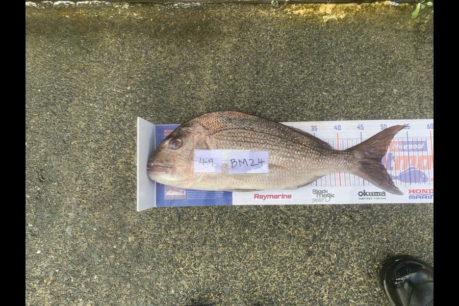 David Hunt caught this 49.0cm Snapper at Bay of Plenty during The Export NZ Fishing Competition
