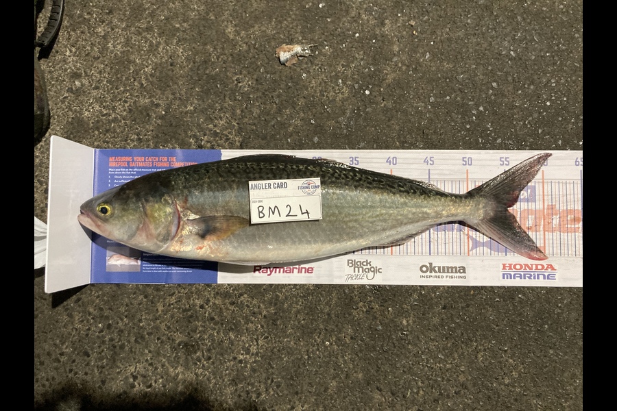 Joseph Heta caught this 55.0cm Kahawai at Northland during The Export NZ Fishing Competition