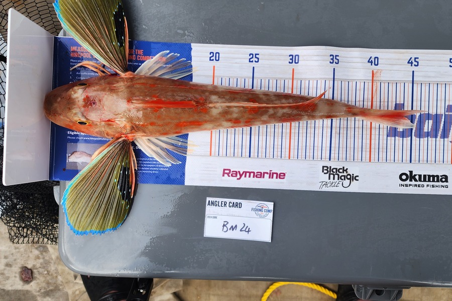 Jack Gray caught this 44.0cm Gurnard at Manawatu during The Export NZ Fishing Competition