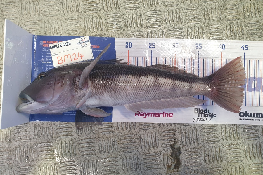 Rodney Niven caught this 45.0cm Blue Cod at Wellington during The Export NZ Fishing Competition