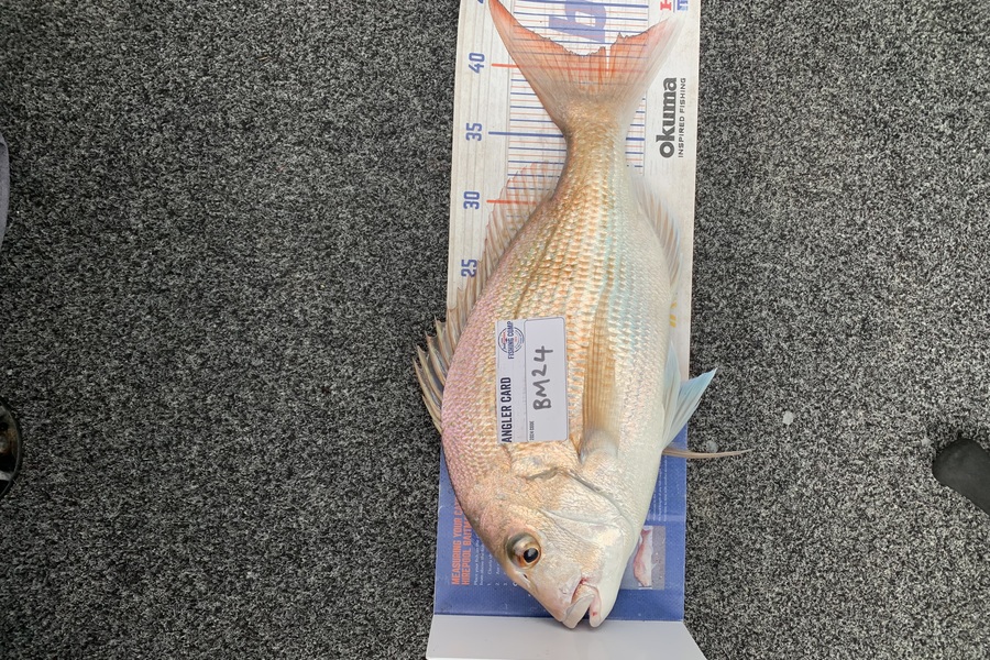 Kim Sterling caught this 41.0cm Snapper at Northland during The Export NZ Fishing Competition