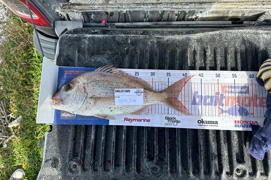 Leigh Hubbard caught this 37.5cm Snapper at Waikato during The Export NZ Fishing Competition