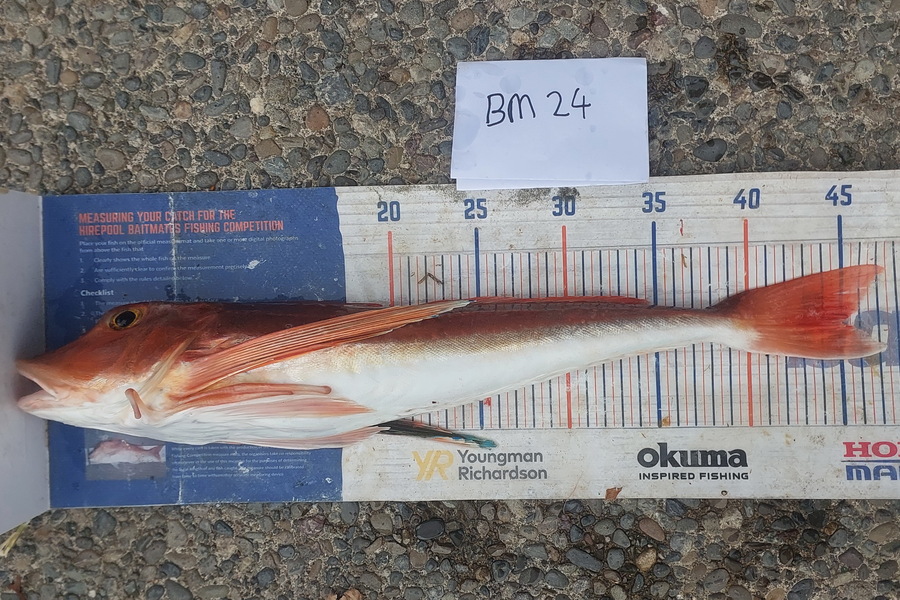 Jason Gray caught this 45.0cm Gurnard at Manawatu during The Export NZ Fishing Competition