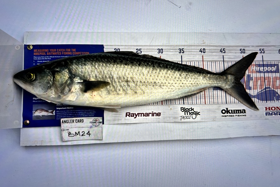 Sharon Cretney caught this 48.5cm Kahawai at Wairarapa
 during The Export NZ Fishing Competition