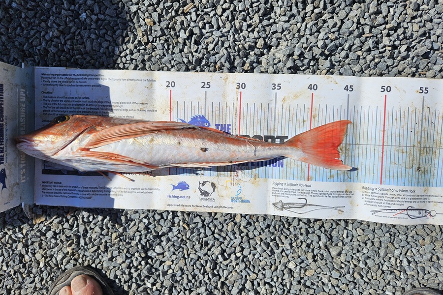 Glen Downie caught this 44.5cm Gurnard at Hawkes Bay during The Export NZ Fishing Competition