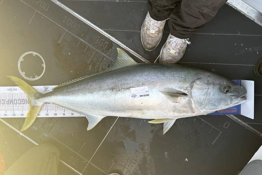Henry Gibbs caught this 115.5cm Kingfish at Nelson/Marlborough during The Export NZ Fishing Competition