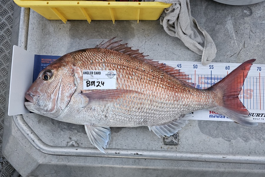 Phillip Rose caught this 63.0cm Snapper at Nelson/Marlborough during The Export NZ Fishing Competition