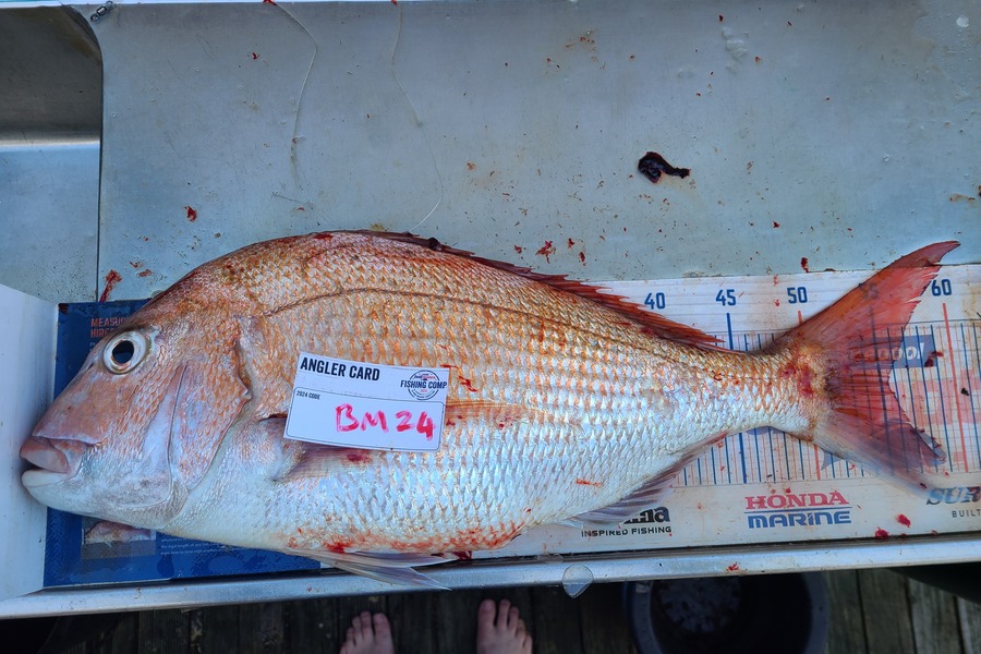 Jordan Boyd caught this 55.5cm Snapper at Wellington during The Export NZ Fishing Competition