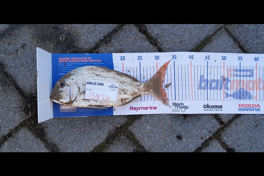 Josh Muller caught this 31.5cm Snapper at Coromandel during The Export NZ Fishing Competition