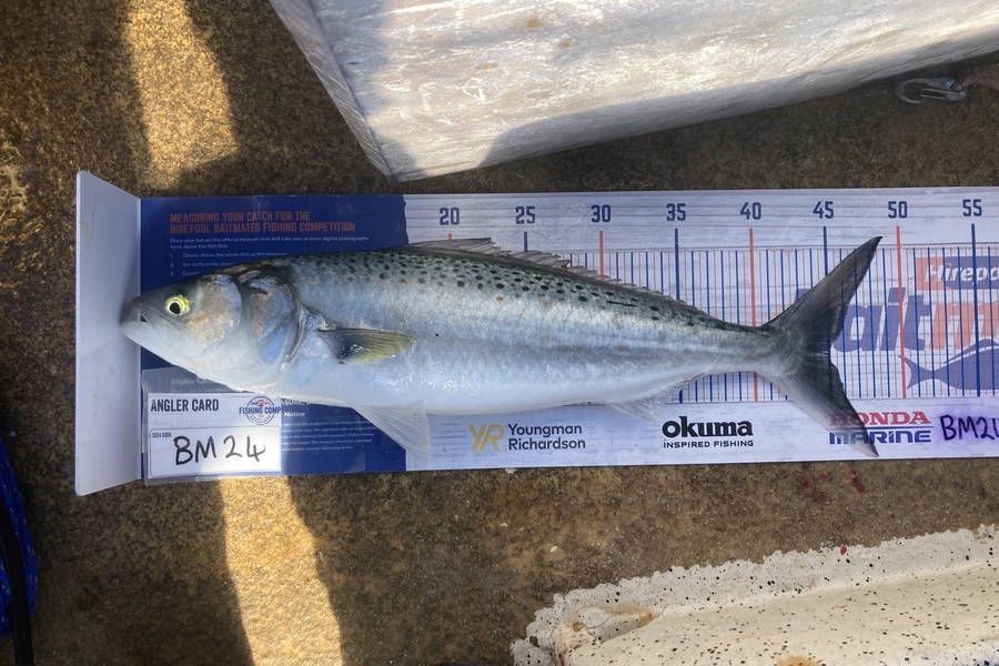 Anthony Murray caught this 45.0cm Kahawai at Wellington during The Export NZ Fishing Competition