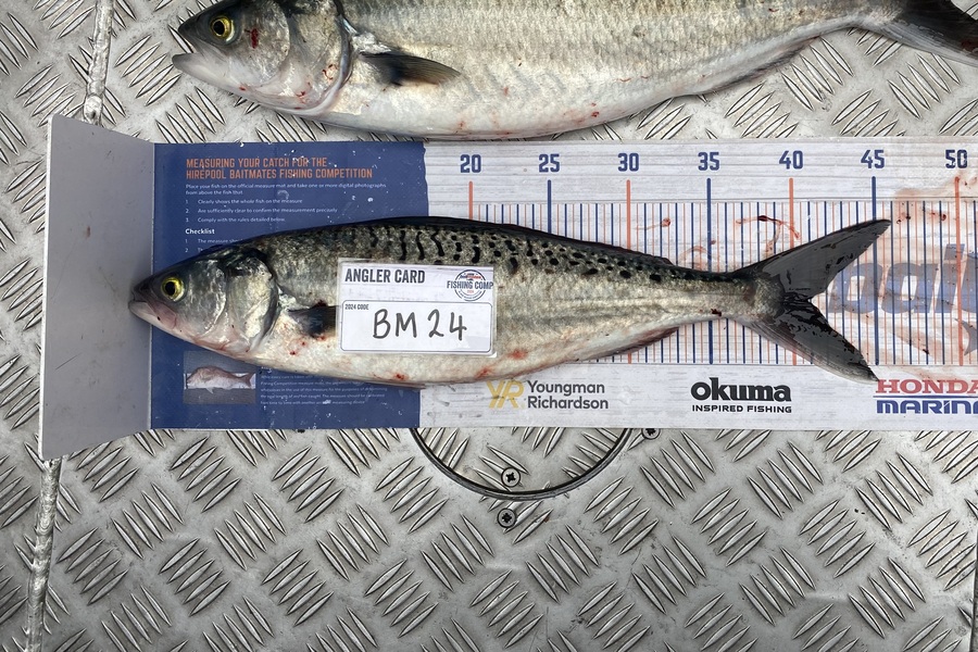 Gary Allan caught this 40.5cm Kahawai at Wellington during The Export NZ Fishing Competition