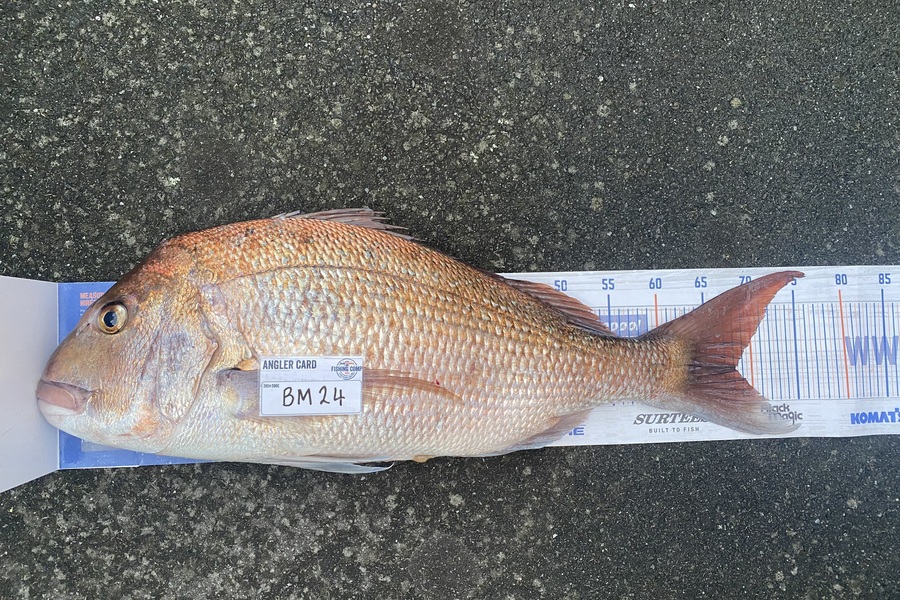 Braxton Allan caught this 68.0cm Snapper at Wellington during The Export NZ Fishing Competition