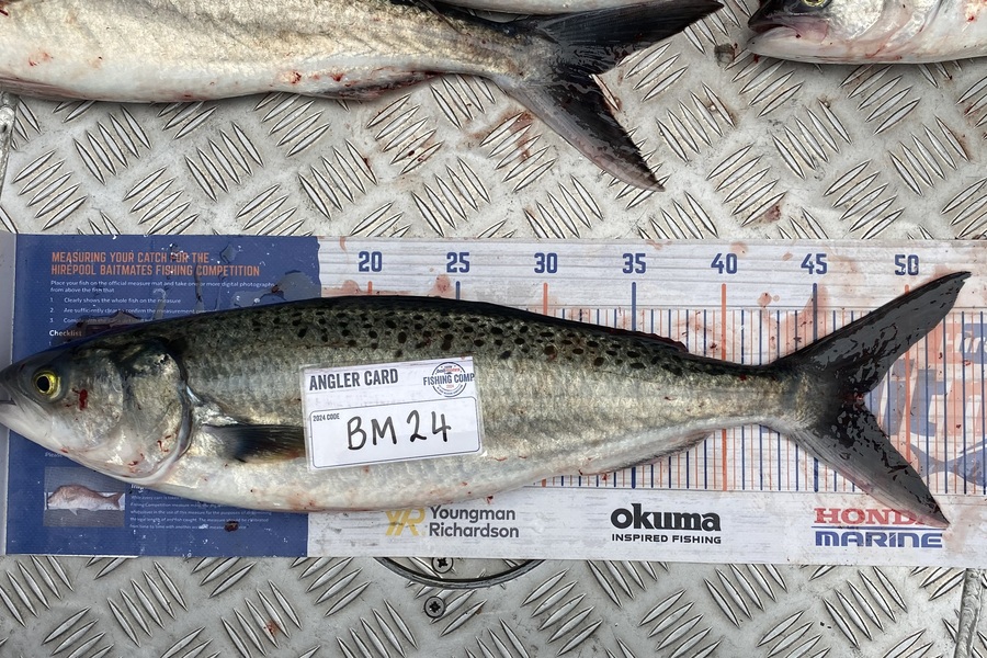 Braxton Allan caught this 47.5cm Kahawai at Wellington during The Export NZ Fishing Competition