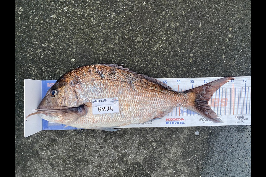 Corbyn Allan caught this 60.0cm Snapper at Wellington during The Export NZ Fishing Competition