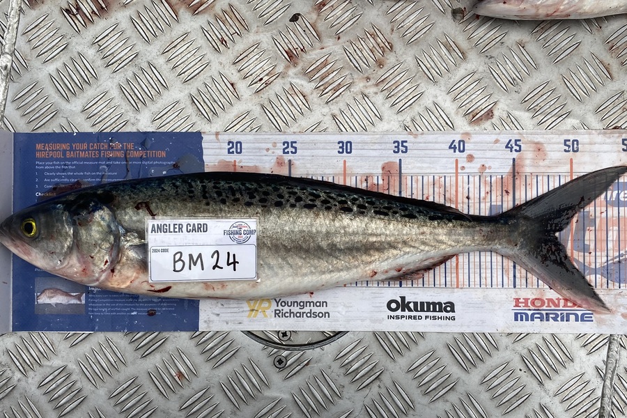 Corbyn Allan caught this 48.5cm Kahawai at Wellington during The Export NZ Fishing Competition