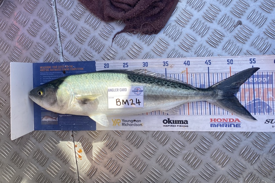 Corbyn Allan caught this 50.0cm Kahawai at Wellington during The Export NZ Fishing Competition