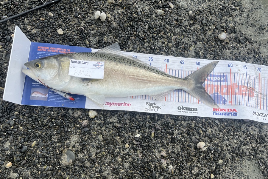 Beau Danks caught this 51.0cm Kahawai at Hawkes Bay during The Export NZ Fishing Competition