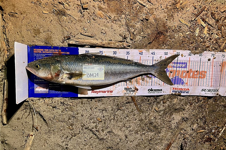 Andrei Labradores caught this 50.0cm Kahawai at Canterbury during The Export NZ Fishing Competition