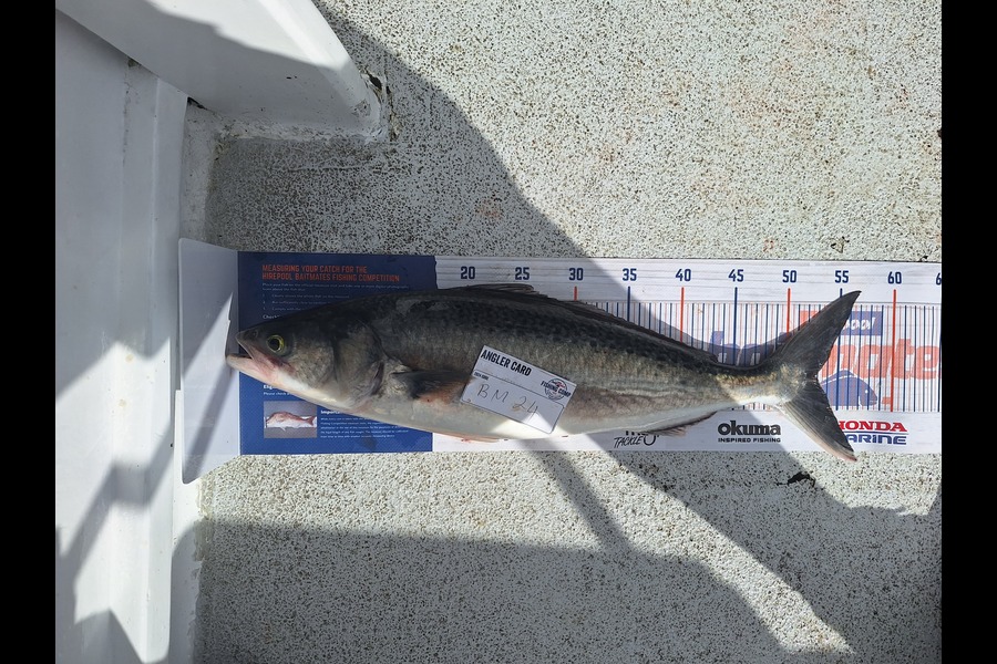 Thomas Hart caught this 52.5cm Kahawai at Northland during The Export NZ Fishing Competition